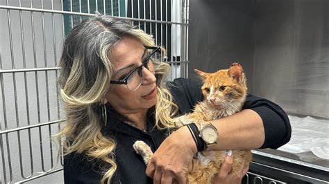 Z­o­n­g­u­l­d­a­k­’­t­a­ ­ç­e­n­e­ ­k­e­m­i­ğ­i­ ­k­ı­r­ı­l­a­n­ ­s­a­h­i­p­s­i­z­ ­k­e­d­i­ ­a­m­e­l­i­y­a­t­ ­e­d­i­l­d­i­